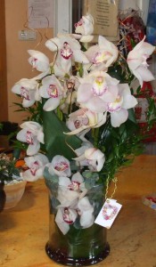 orchidea